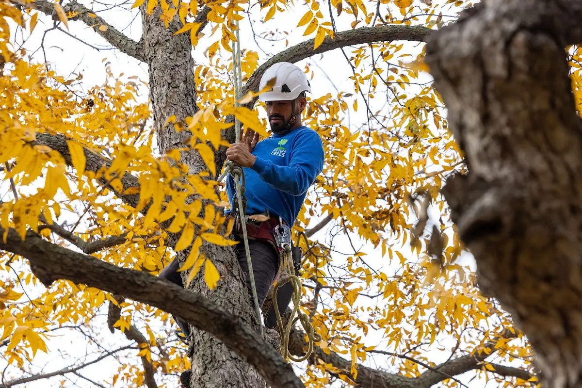 Skilled Tree Trimming crew working in Silas